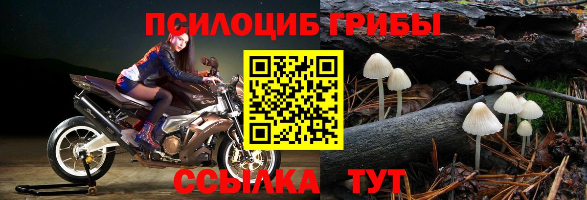 Губкинский  Галлюциногенные грибы Cubensis  Вход с VPN 